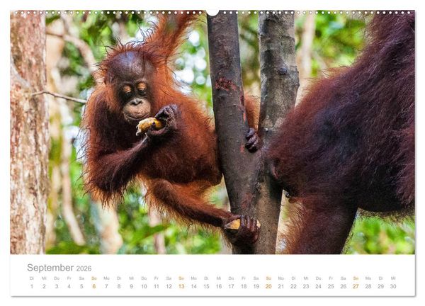Produktbild: Orang-Utans Menschenaffen auf Borneo (hochwertiger Premium Wandkalender 2026 DIN A2 quer), Kunstdruck in Hochglanz