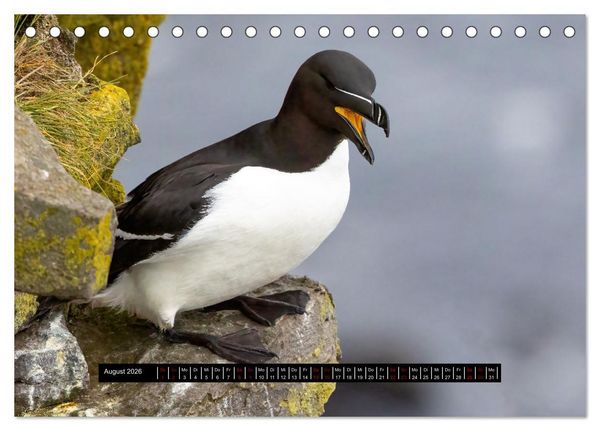Produktbild: V&ouml;gel auf Island (Tischkalender 2026 DIN A5 quer), CALVENDO Monatskalender