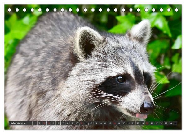 Produktbild: Besuch vom Waschb&auml;r (Tischkalender 2026 DIN A5 quer), CALVENDO Monatskalender