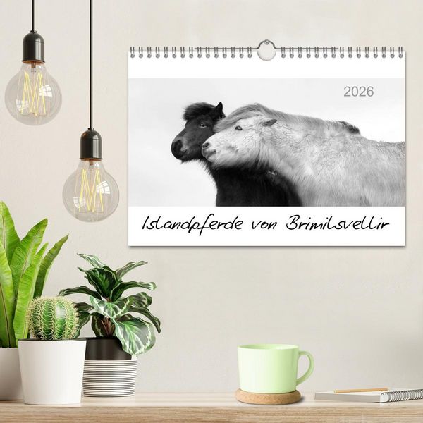 Produktbild: Islandpferde von Brimilsvellir (Wandkalender 2026 DIN A4 quer), CALVENDO Monatskalender