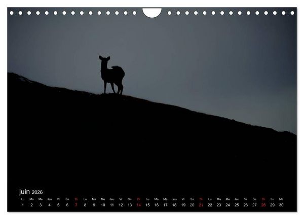 Produktbild: Saint-Pierre et Miquelon &agrave; l'&eacute;tat sauvage (Calendrier mural 2026 DIN A4 vertical), CALVENDO calendrier mensuel