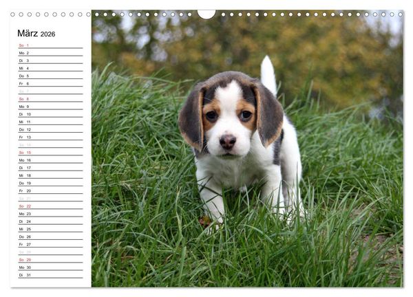 Produktbild: DER BEAGLEige TERMINPLANER (Wandkalender 2026 DIN A3 quer), CALVENDO Monatskalender