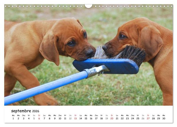 Produktbild: Chiots Rhodesian Ridgeback (Calendrier mural 2026 DIN A3 vertical), CALVENDO calendrier mensuel