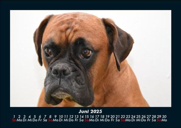 Produktbild: Hundezauber 2025 Fotokalender DIN A5