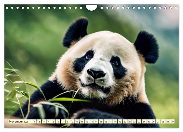 Produktbild: Gro&szlig;er Pandab&auml;r (Wandkalender 2026 DIN A4 quer), CALVENDO Monatskalender