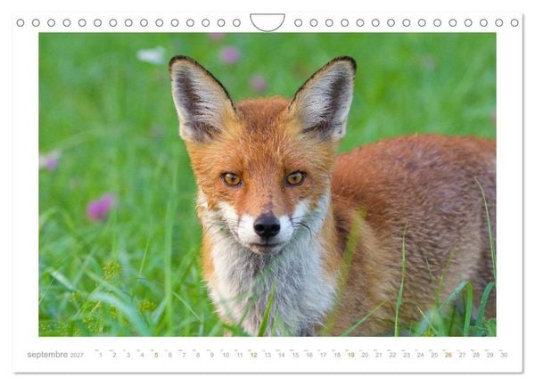 Produktbild: Un an avec le renard roux (Calendrier mural 2027 DIN A4 vertical), CALVENDO calendrier mensuel