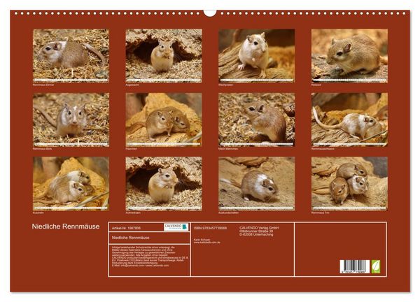 Produktbild: Niedliche Rennm&auml;use (Wandkalender 2026 DIN A2 quer), CALVENDO Monatskalender
