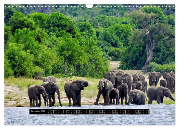 Produktbild: Afrika - Vielfalt in Flora und Fauna (Wandkalender 2026 DIN A3 quer), CALVENDO Monatskalender
