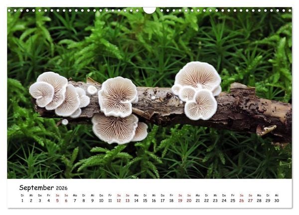Produktbild: Pilzgalerie - Die bunte Welt der Baumpilze (Wandkalender 2026 DIN A3 quer), CALVENDO Monatskalender