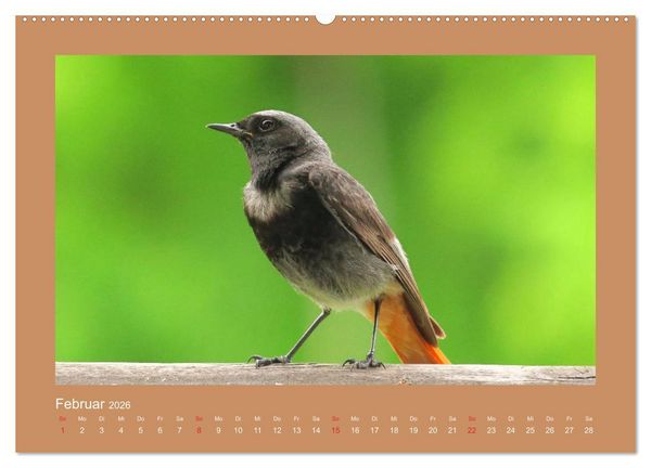 Produktbild: Vogelportr&auml;ts - Heimische V&ouml;gel auf meinem Balkon (hochwertiger Premium Wandkalender 2026 DIN A2 quer), Kunstdruck in Hochglanz