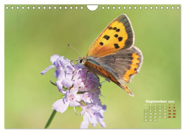 Produktbild: GEOclick Lernkalender: Portr&auml;ts einheimischer Schmetterlinge (Wandkalender 2026 DIN A4 quer), CALVENDO Monatskalender