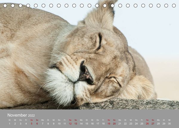 Produktbild: Die Magie der K&ouml;nige der Tiere (Tischkalender 2022 DIN A5 quer)