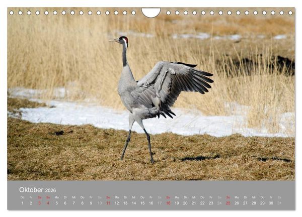 Produktbild: Kraniche in Vorpommern (Wandkalender 2026 DIN A4 quer), CALVENDO Monatskalender