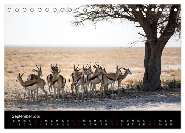 Produktbild: Afrika - Faszination Tierwelt (Tischkalender 2026 DIN A5 quer), CALVENDO Monatskalender