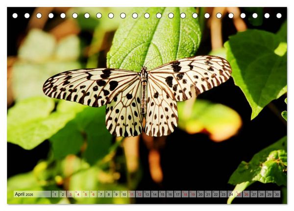 Produktbild: Sri Lanka - Tempel, Tee und Elefanten (Tischkalender 2026 DIN A5 quer), CALVENDO Monatskalender