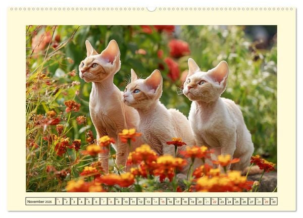 Produktbild: Devon Rex Katzen. Der aufgeweckte Kobold im Garten (hochwertiger Premium Wandkalender 2026 DIN A2 quer), Kunstdruck in Hochglanz