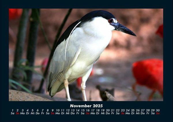 Produktbild: Vogelparadies 2025 Fotokalender DIN A4