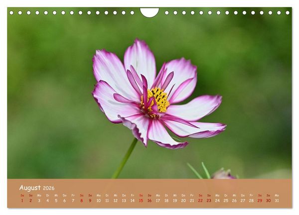 Produktbild: Der Zauber steckt immer im Detail (Wandkalender 2026 DIN A4 quer), CALVENDO Monatskalender