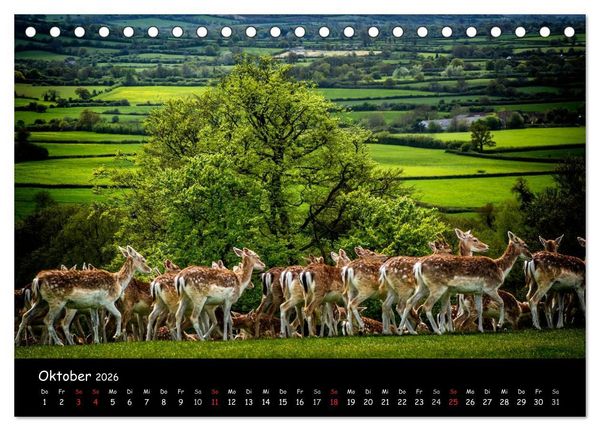 Produktbild: Rehe und Hirsche in freier Natur (Tischkalender 2026 DIN A5 quer), CALVENDO Monatskalender