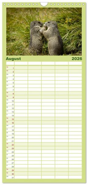 Produktbild: Familienplaner 2026 - Alpenmurmeltiere - Stars vor der Kamera mit 5 Spalten (Wandkalender, 21 x 45 cm) CALVENDO