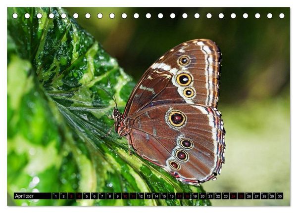 Produktbild: Fliegende Wunderwesen. Schmetterlinge weltweit, ganz nah (Tischkalender 2027 DIN A5 quer), CALVENDO Monatskalender