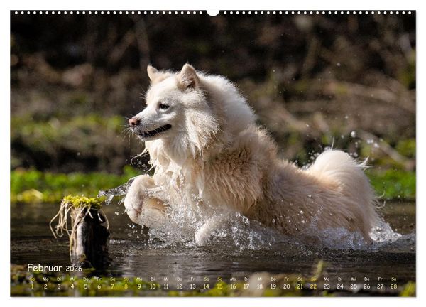 Produktbild: Mein isl&auml;ndischer Wasserhund (hochwertiger Premium Wandkalender 2026 DIN A2 quer), Kunstdruck in Hochglanz