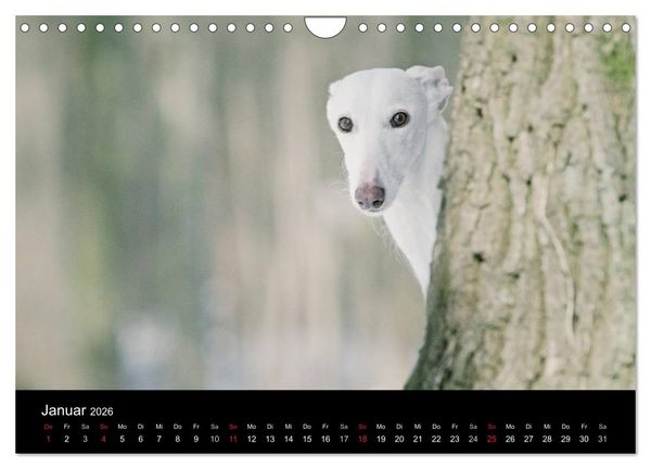 Produktbild: Der Windhundekalender (Wandkalender 2026 DIN A4 quer), CALVENDO Monatskalender