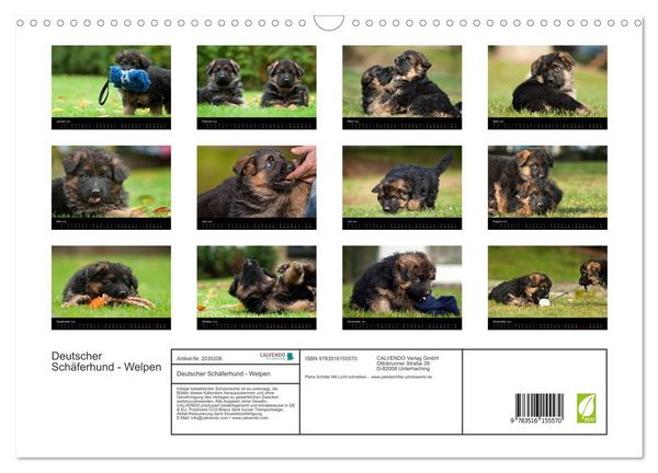 Produktbild: Deutscher Sch&auml;ferhund - Welpen (Wandkalender 2026 DIN A3 quer), CALVENDO Monatskalender