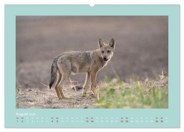 Produktbild: W&ouml;lfe, Impressionen aus der Lausitz (Wandkalender 2026 DIN A2 quer), CALVENDO Monatskalender
