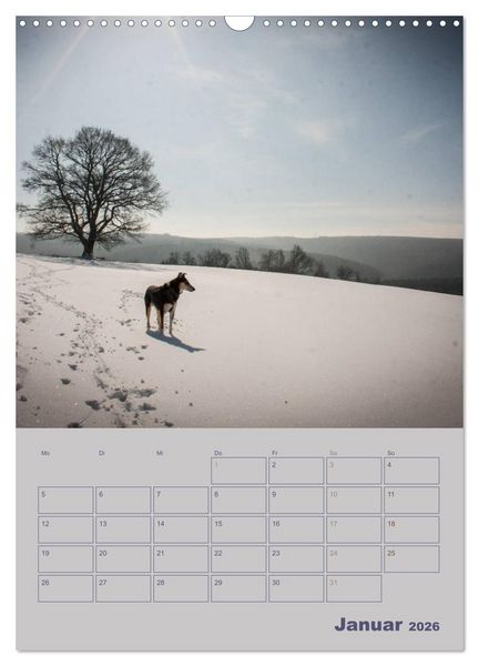 Produktbild: Kurzhaarcollies (Wandkalender 2026 DIN A3 hoch), CALVENDO Monatskalender