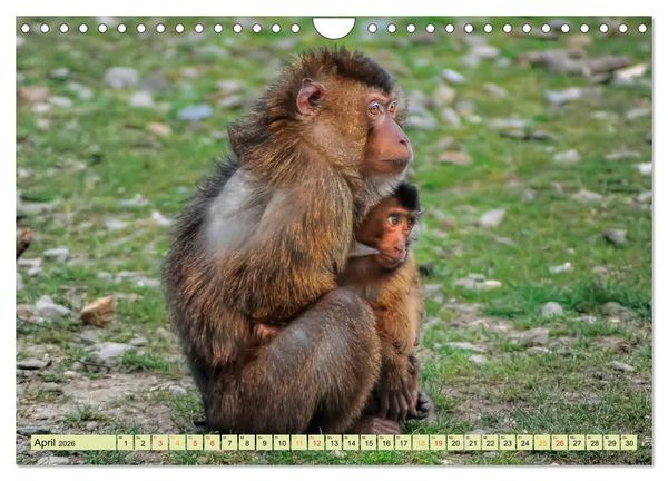 Produktbild: Affen - Affenkinder (Wandkalender 2026 DIN A4 quer), CALVENDO Monatskalender