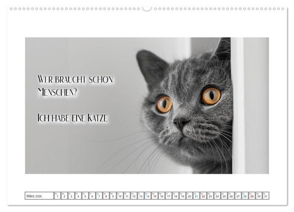 Produktbild: Katzenpower (Wandkalender 2026 DIN A2 quer), CALVENDO Monatskalender