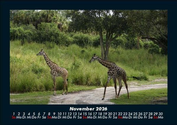 Produktbild: Giraffen 2026 Fotokalender DIN A5