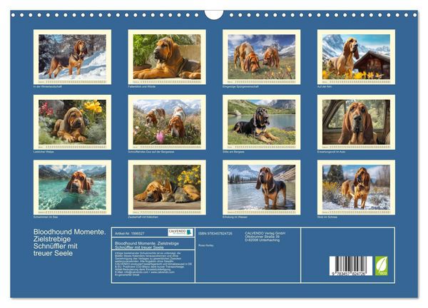 Produktbild: Bloodhound Momente. Zielstrebige Schn&uuml;ffler mit treuer Seele (Wandkalender 2026 DIN A3 quer), CALVENDO Monatskalender