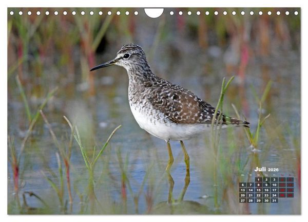 Produktbild: Limikolen - Watv&ouml;gel Europas (Wandkalender 2026 DIN A4 quer), CALVENDO Monatskalender