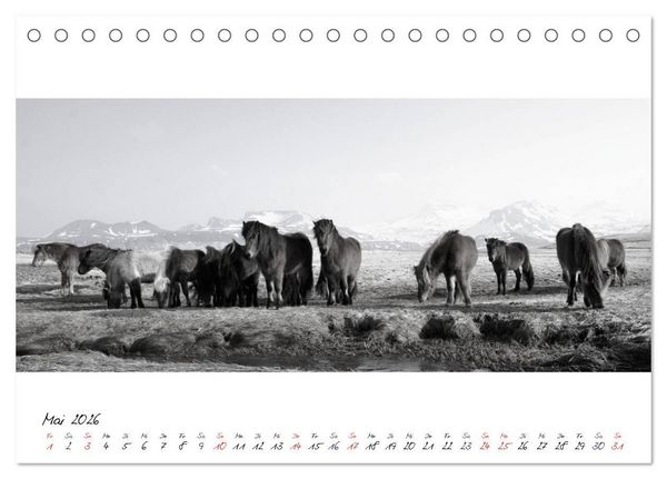 Produktbild: Islandpferde von Brimilsvellir (Tischkalender 2026 DIN A5 quer), CALVENDO Monatskalender