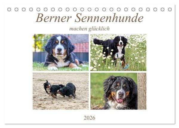 Produktbild: Berner Sennenhunde machen gl&uuml;cklich (Tischkalender 2026 DIN A5 quer), CALVENDO Monatskalender