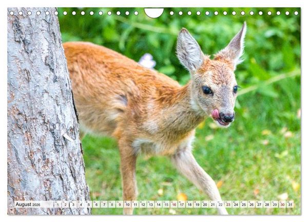 Produktbild: Rehe - Sanfte Waldbewohner (Wandkalender 2026 DIN A4 quer), CALVENDO Monatskalender