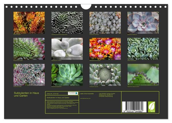 Produktbild: Sukkulenten in Haus und Garten (Wandkalender 2026 DIN A4 quer), CALVENDO Monatskalender