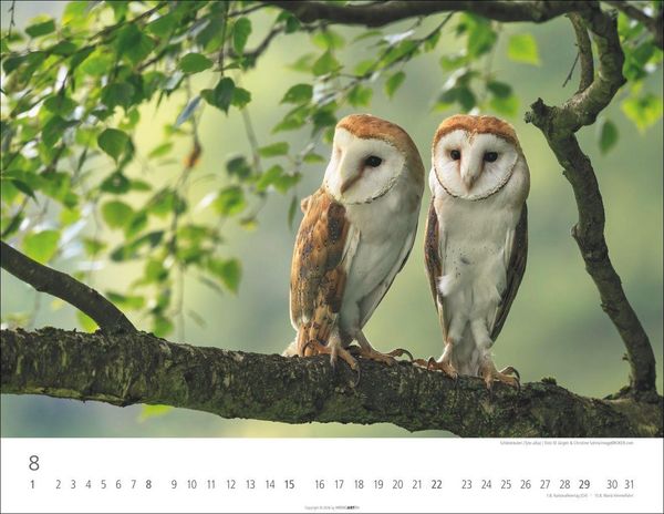 Produktbild: Eulen Kalender 2027