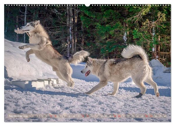 Produktbild: Alaskan Malamute in seinem Element (hochwertiger Premium Wandkalender 2026 DIN A2 quer), Kunstdruck in Hochglanz