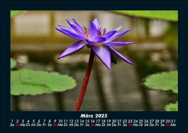 Produktbild: Blumenkalender 2025 Fotokalender DIN A5