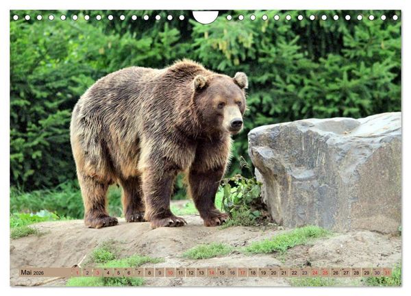 Produktbild: B&auml;ren - Der Eisb&auml;r und der Kamtschatka-Braunb&auml;r (Wandkalender 2026 DIN A4 quer), CALVENDO Monatskalender