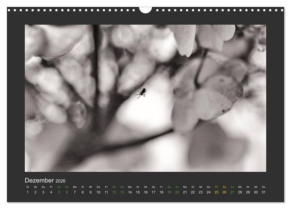 Produktbild: Pflanzen in Schwarz und Wei&szlig; (Wandkalender 2026 DIN A3 quer), CALVENDO Monatskalender