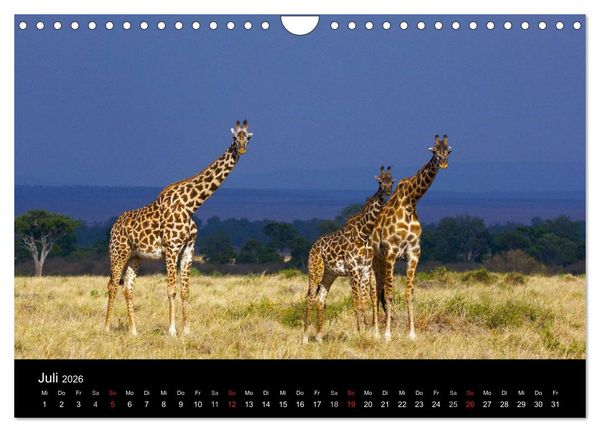 Produktbild: GIRAFFEN - Liebliche Riesen der afrikanischen Savanne (Wandkalender 2026 DIN A4 quer), CALVENDO Monatskalender