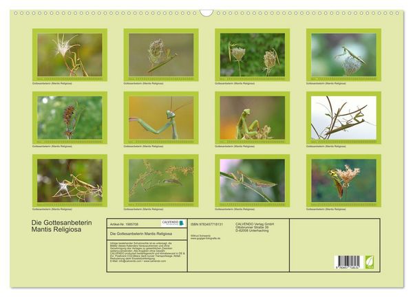 Produktbild: Die Gottesanbeterin Mantis Religiosa (Wandkalender 2026 DIN A2 quer), CALVENDO Monatskalender