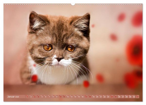 Produktbild: Kittens - Britisch Kurzhaar Katzenkinder (Wandkalender 2026 DIN A2 quer), CALVENDO Monatskalender