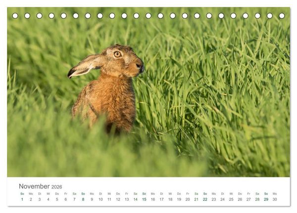 Produktbild: Feldhasen - dem Langohr auf der Spur (Tischkalender 2026 DIN A5 quer), CALVENDO Monatskalender
