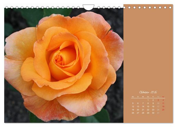 Produktbild: Gartentr&auml;ume (Wandkalender 2026 DIN A4 quer), CALVENDO Monatskalender