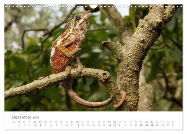 Produktbild: Paradies Madagaskar (Wandkalender 2026 DIN A3 quer), CALVENDO Monatskalender
